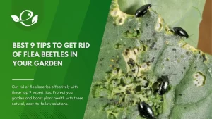 Get Rid of Flea Beetles In Your Garden