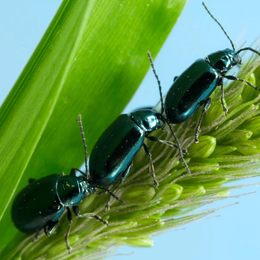 Flea Beetles