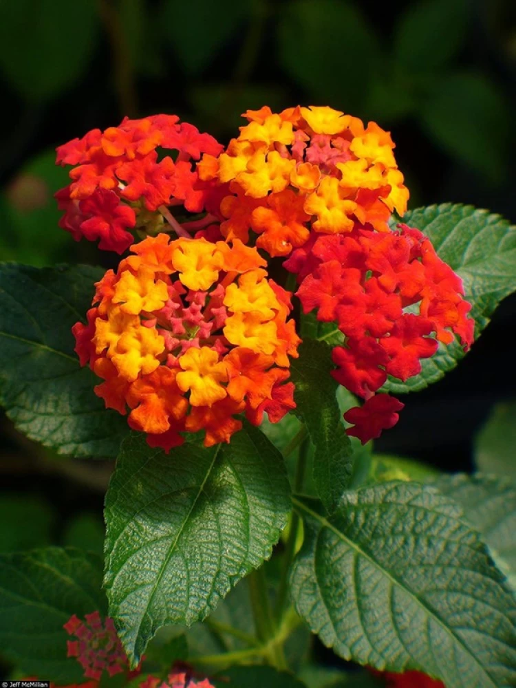 Lantana Raimuniya