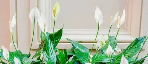 Peace Lily Pruning Cleaning 480x480 e1729170537594