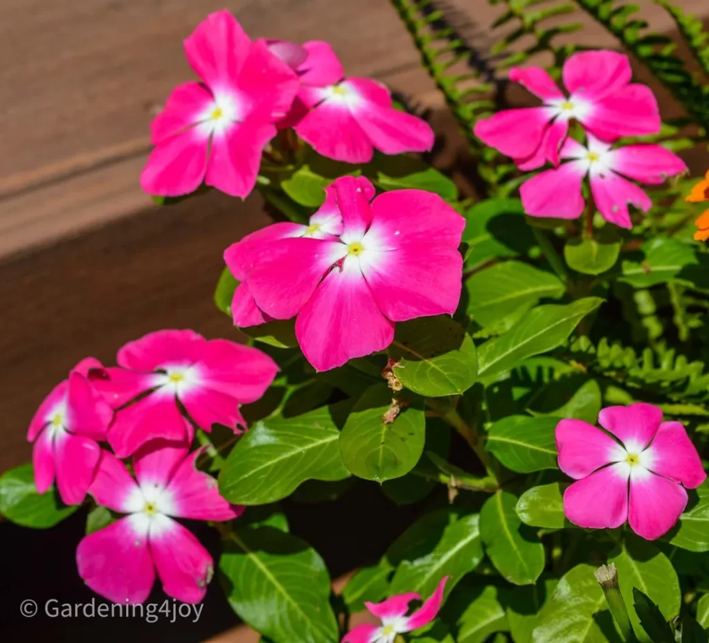 Periwinkle 365 flowring plant