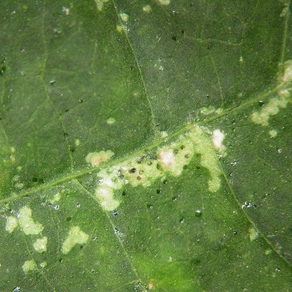 Thrips damage 1