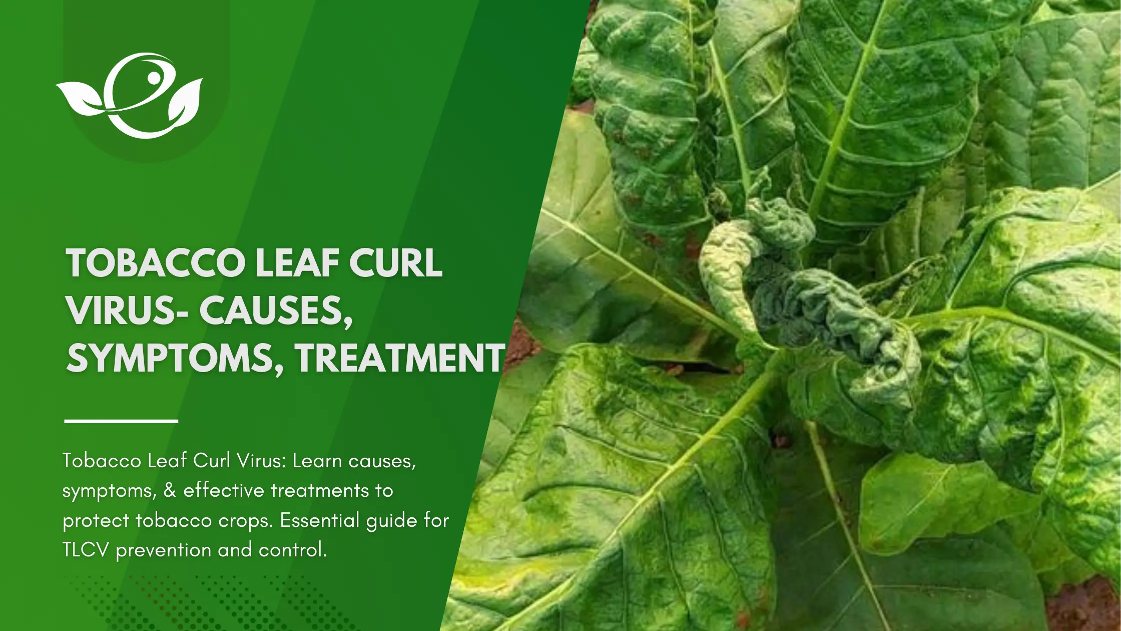 Tobacco Leaf Curl Virus