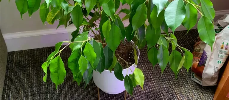 best air purifying indoor plants