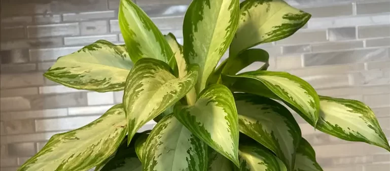 best air purifying indoor plants