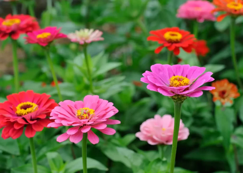 Zinnia 365 day flowring plant