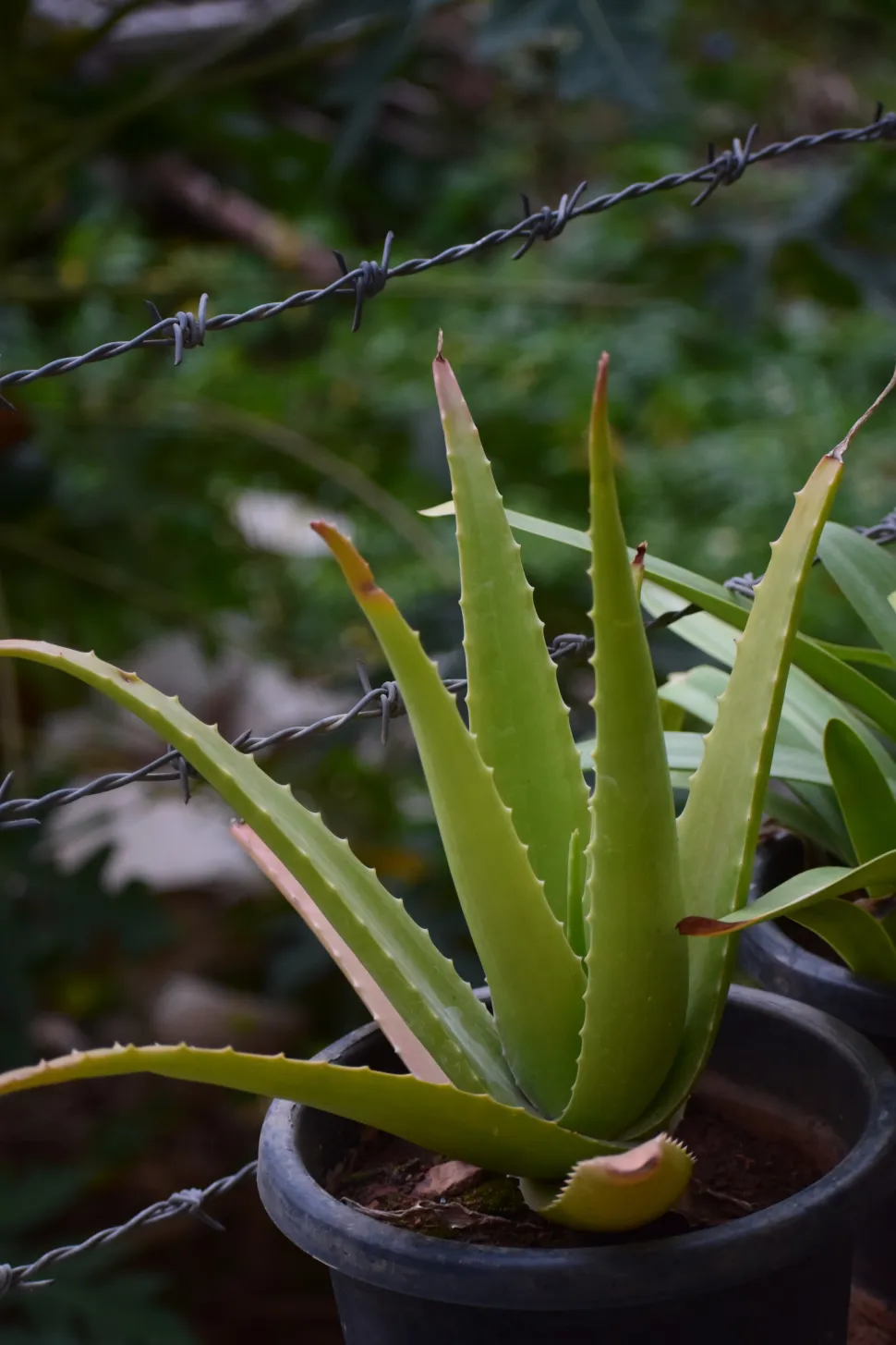 Best Indoor Plants for Air Purification - Envirevo Agritech