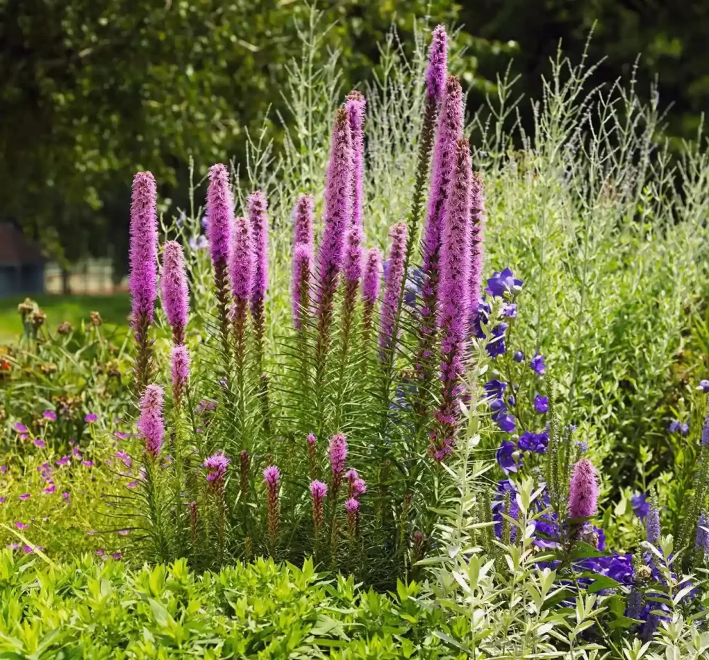 blazing star liatris 11zon