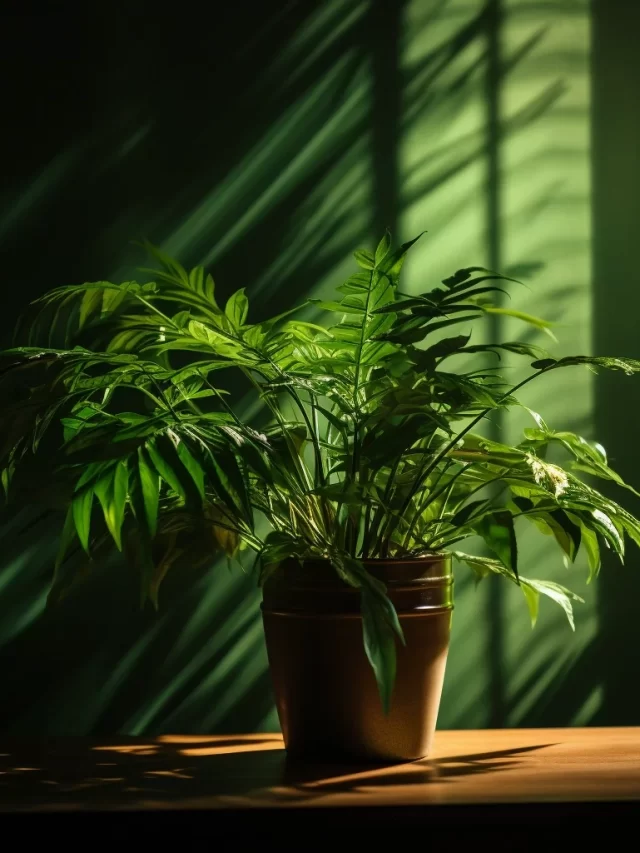 Best Low Light Indoor Plants