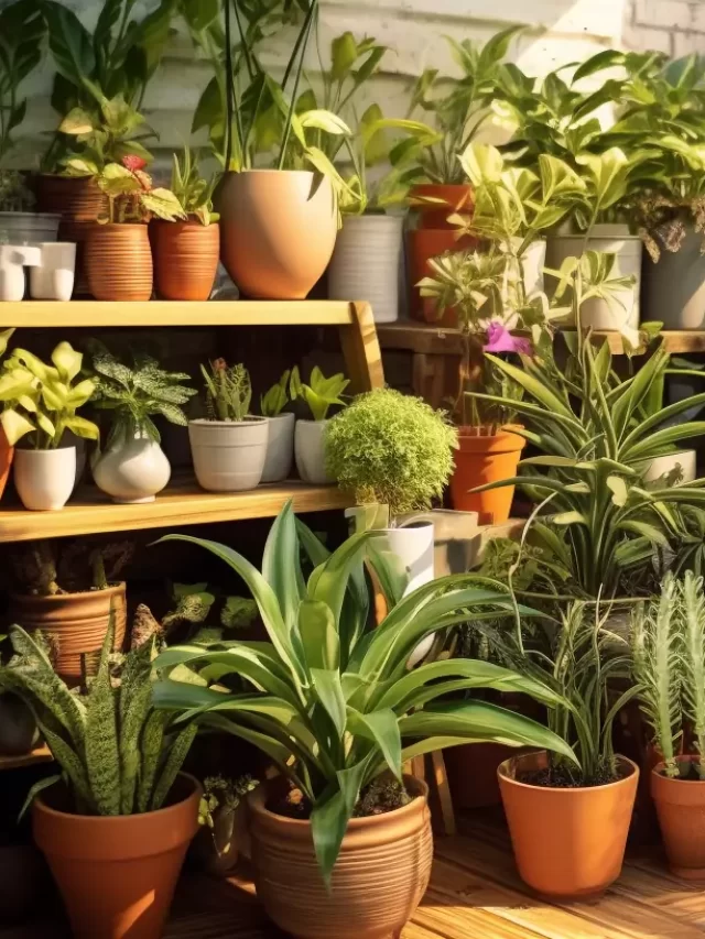 Best Indoor Plants for Air Purification