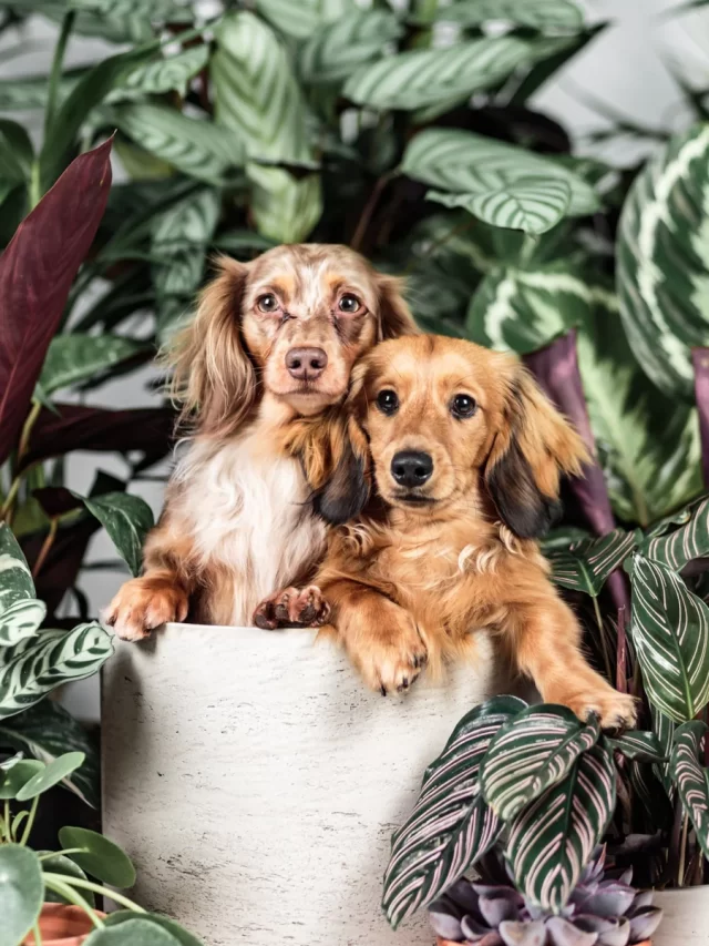 Top Pet-Friendly Indoor Plants