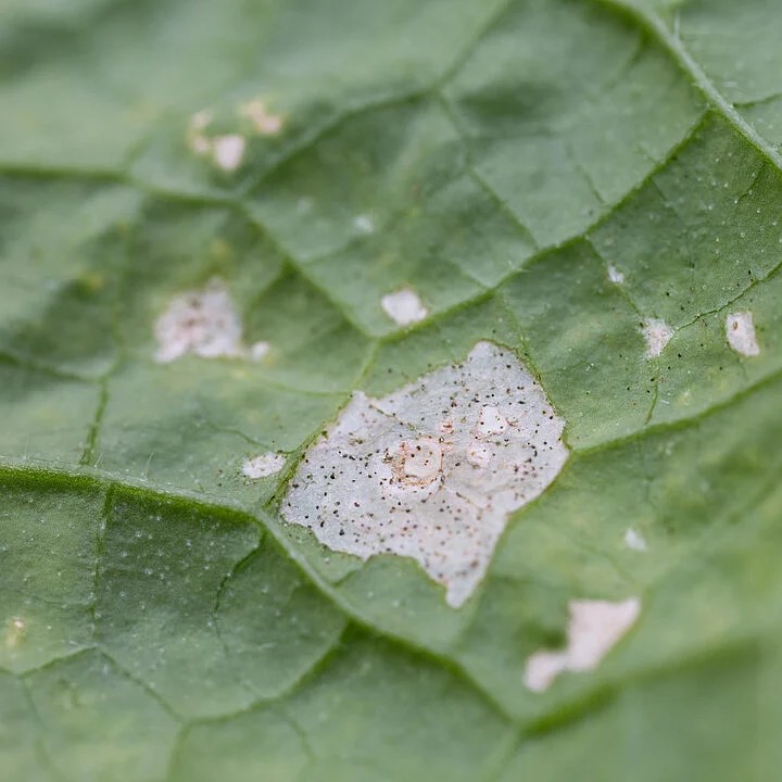 csm impatiens thrips echinothrips americanus damage 50 koppert f9fc5850ad