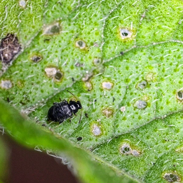 flea beetle