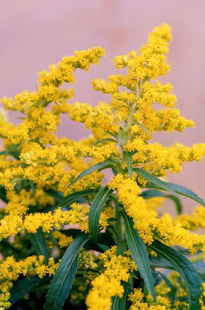 goldenrod flowers