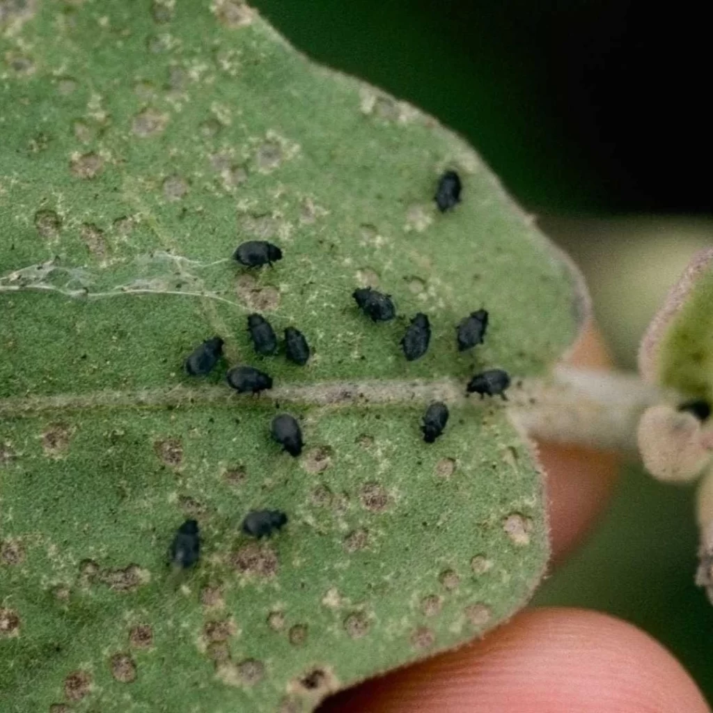 hgic veg flea beetles on eggplant HGIC 4509 37 slide 1