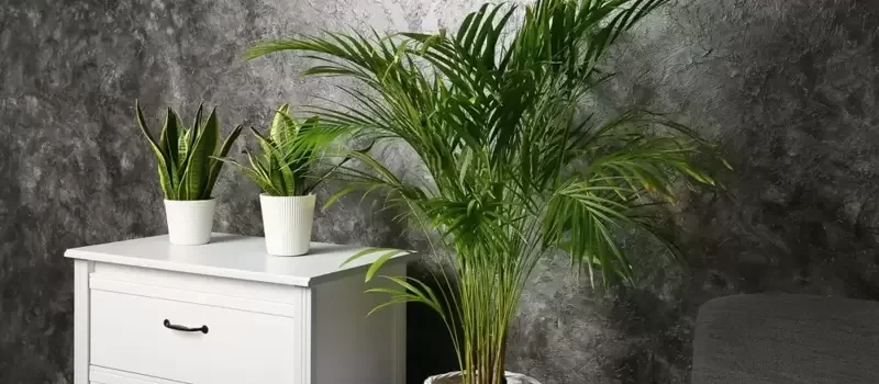 Air-Purifying Plants