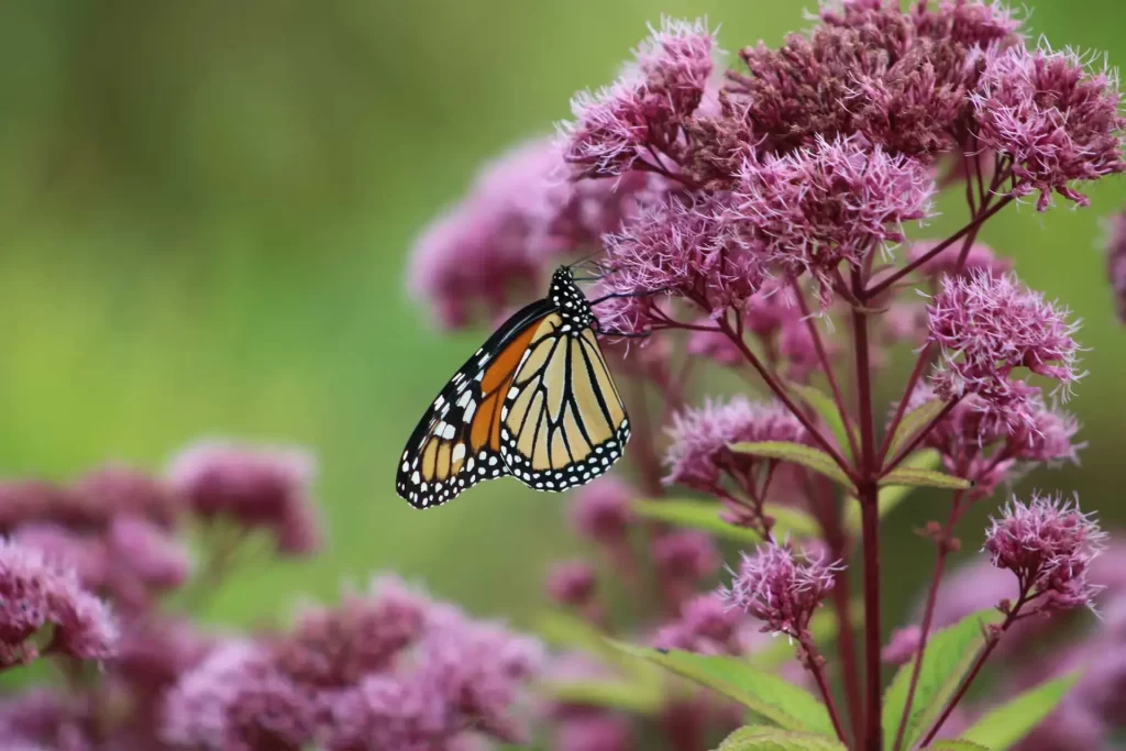 joe pye weed with a monarch butterfly 1