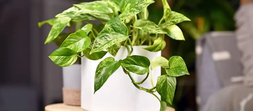 best air purifying indoor plants

