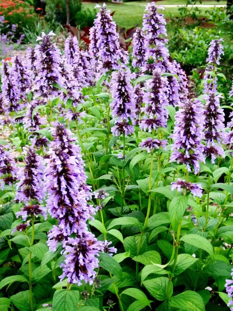 nepeta subsessilis catmint