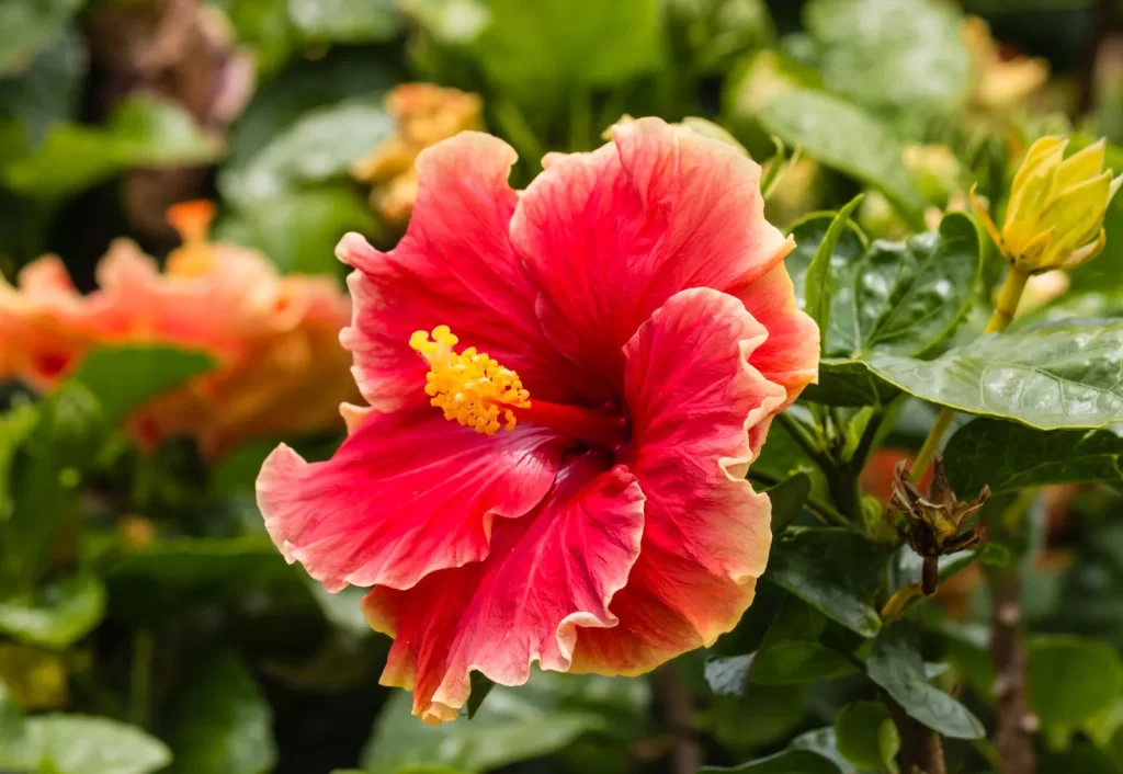 red hibiscus flower stamen