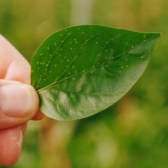 wfteggsinpepperleaf