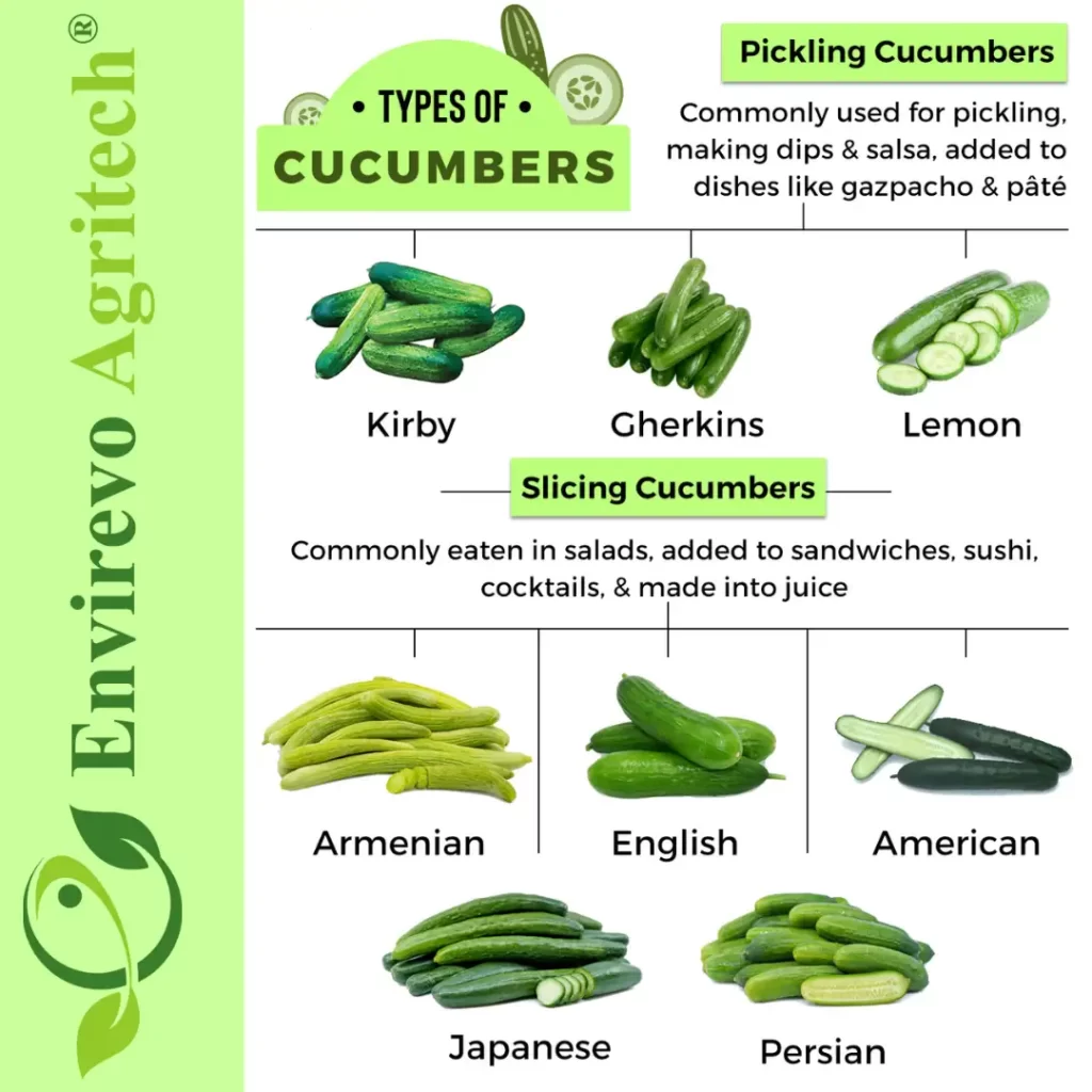 cucumber Varieties