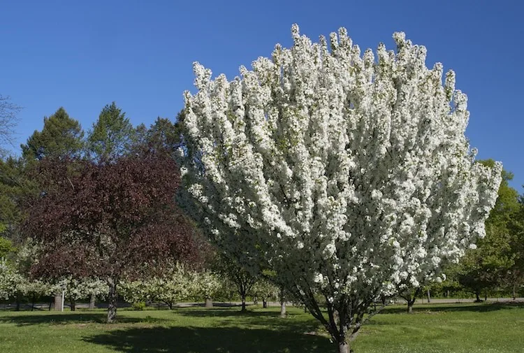 crabapple tree