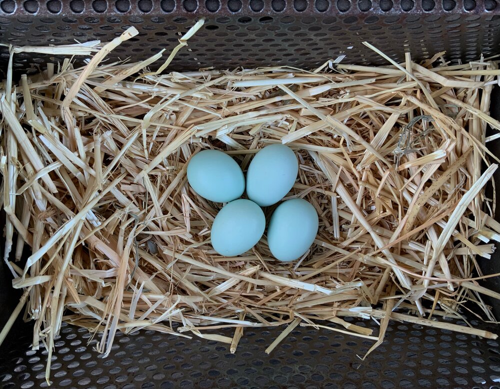 Ameraucana eggs