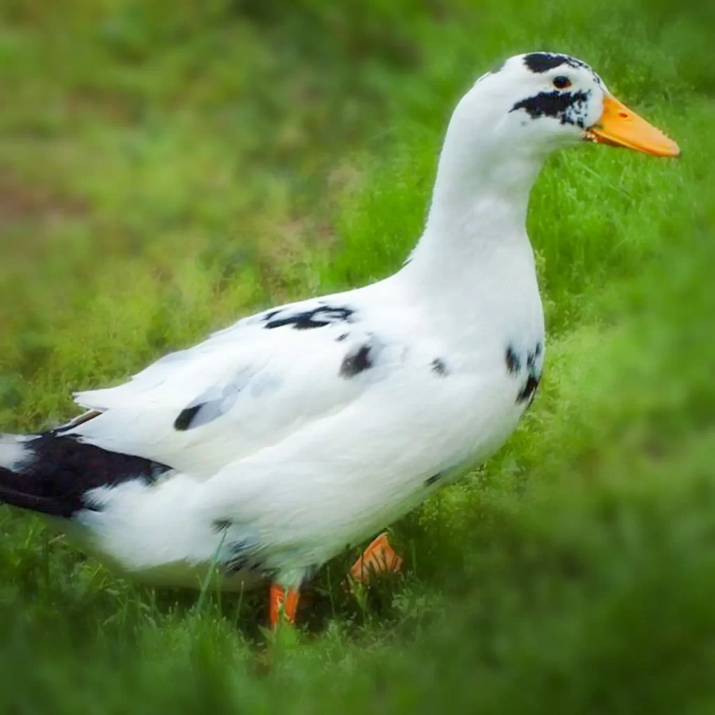 Ancona Ducklings