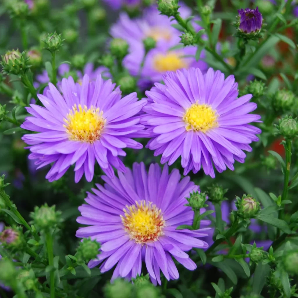 purple flowers