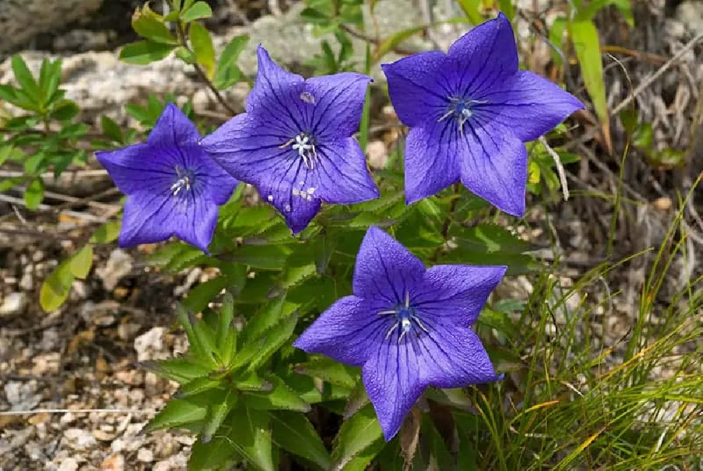 Balloon-Flower