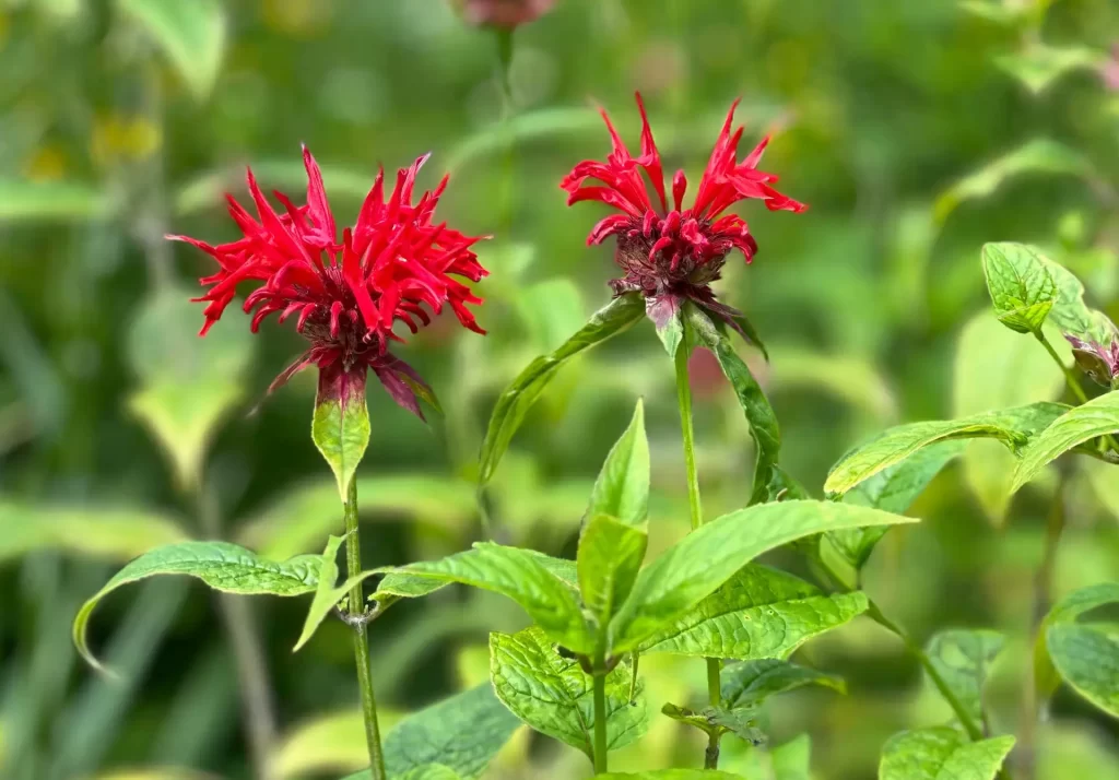 Bee-Balm