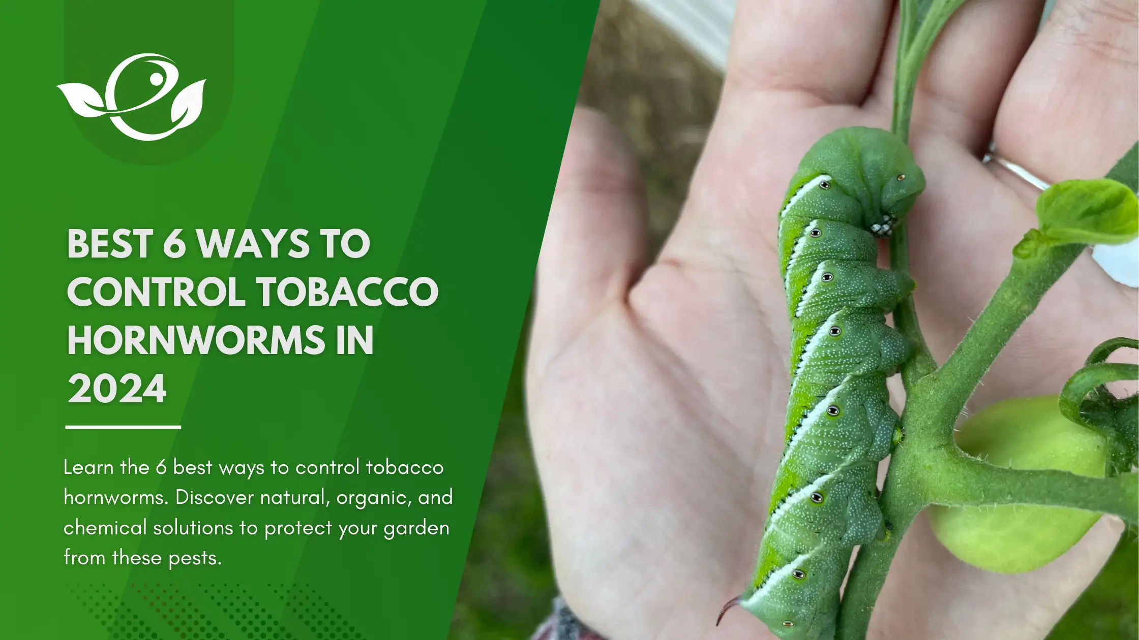 tobacco hornworm control