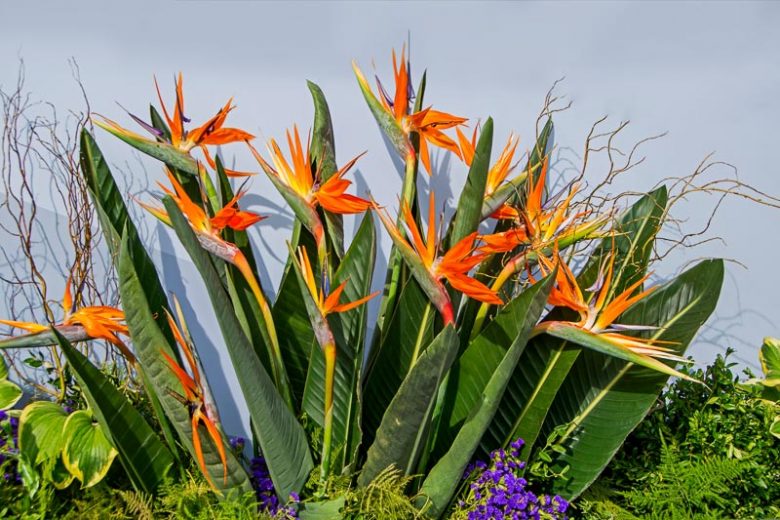 Bird-of-Paradise