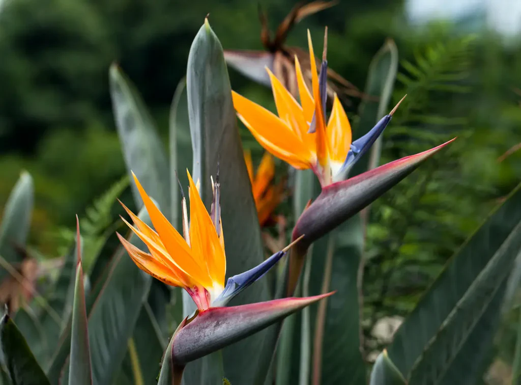 Bird of Paradise