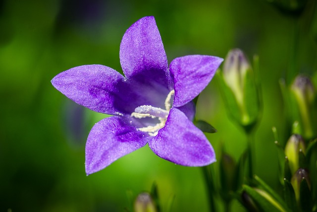 flower names