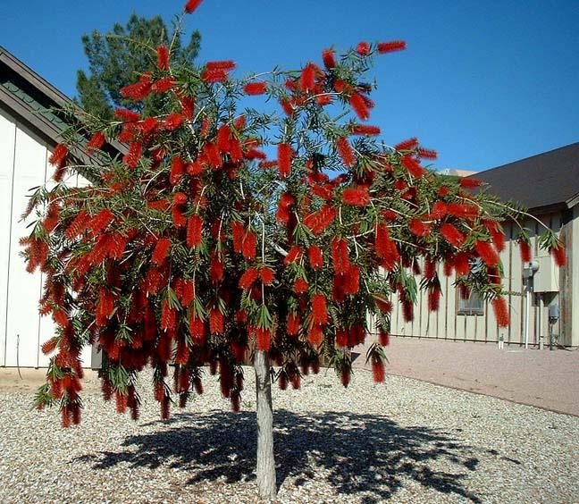 Bottlebrush Tree