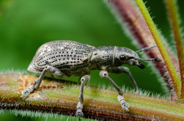 Broad Nosed Weevil