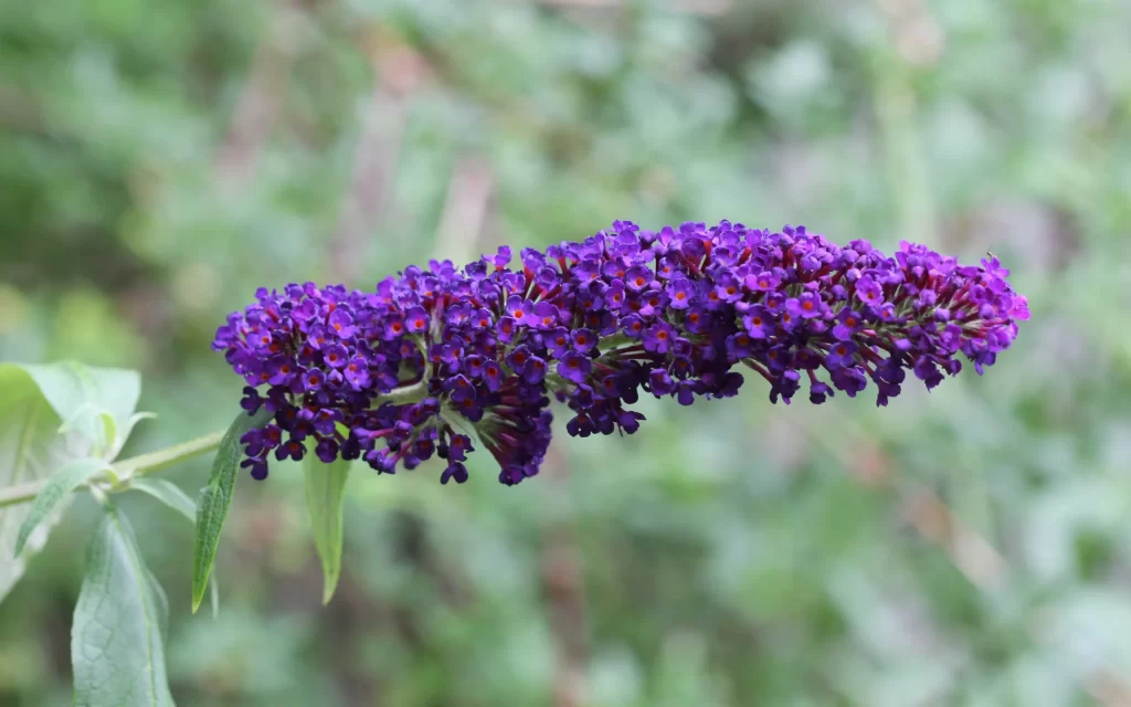 purple flowers