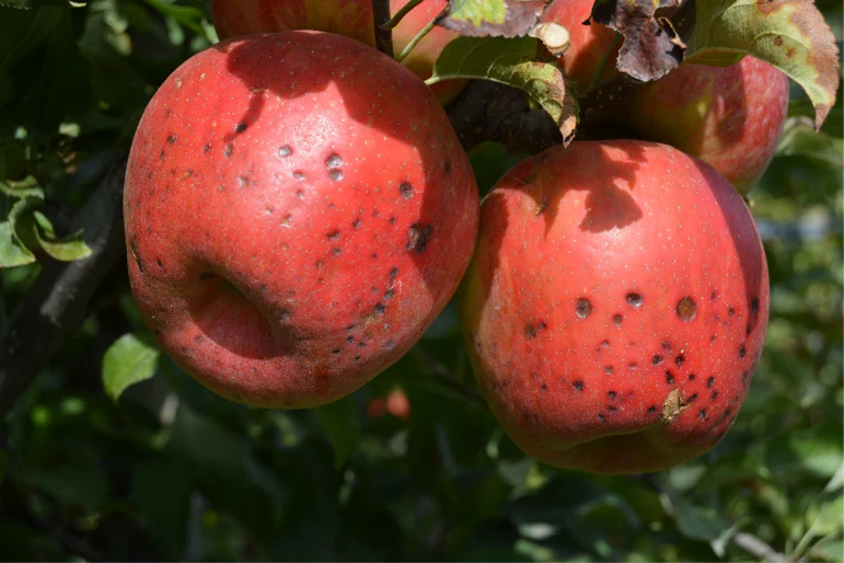 Calcium Deficiency in fruits