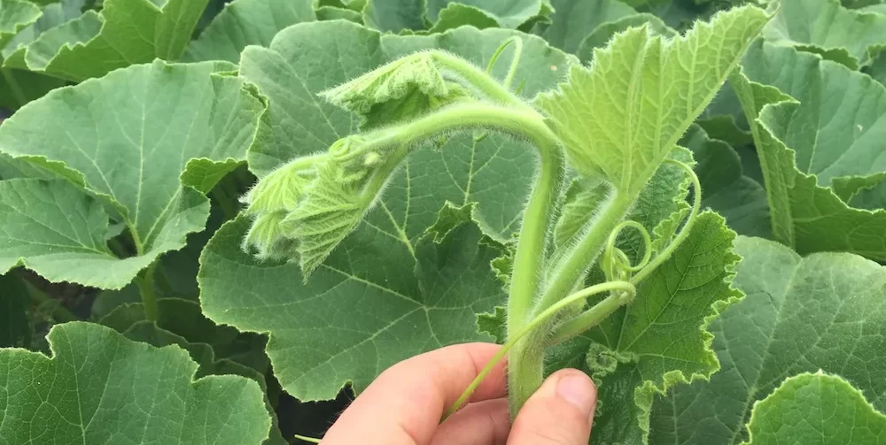 Calcium Deficiency in plant e1732022928853