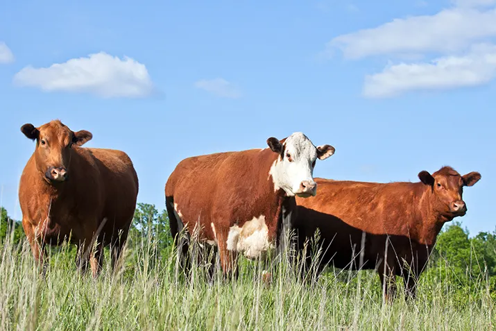 Cattle Farming