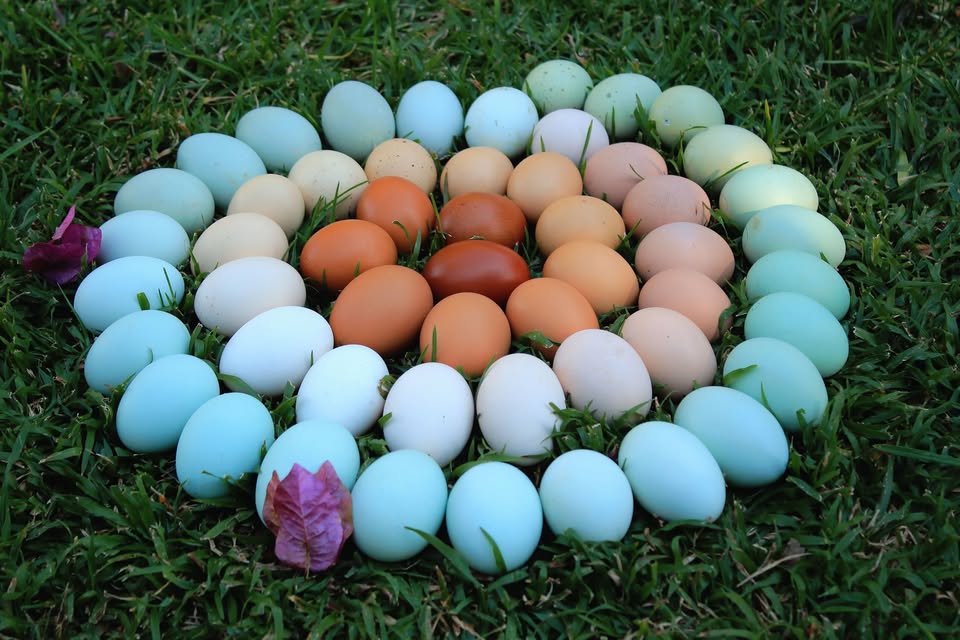 Chicken Breeds for Colorful Eggs