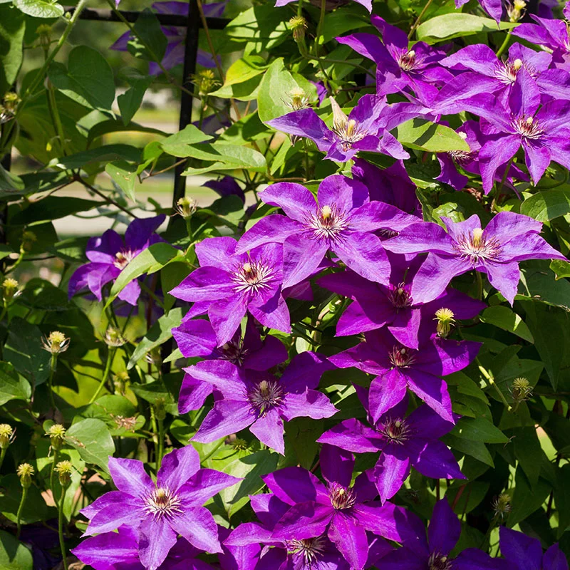 purple flowers