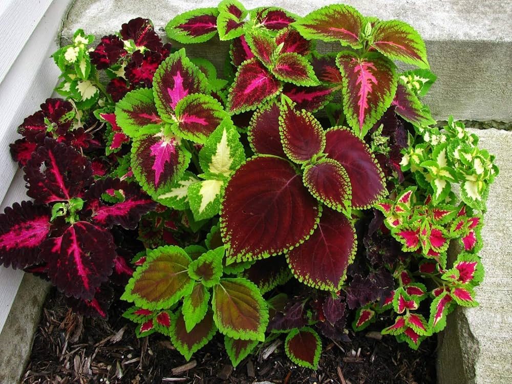 Coleus