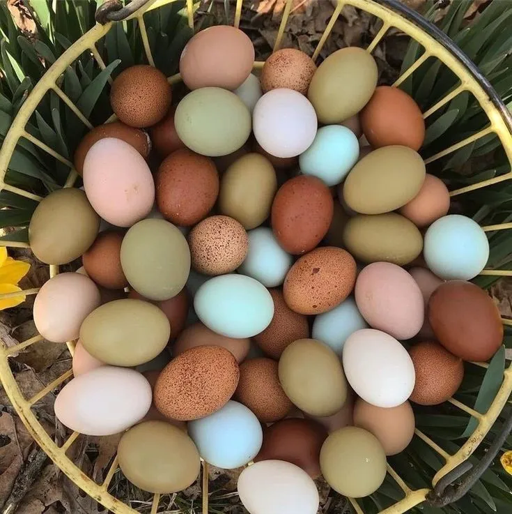 Colorful Eggs