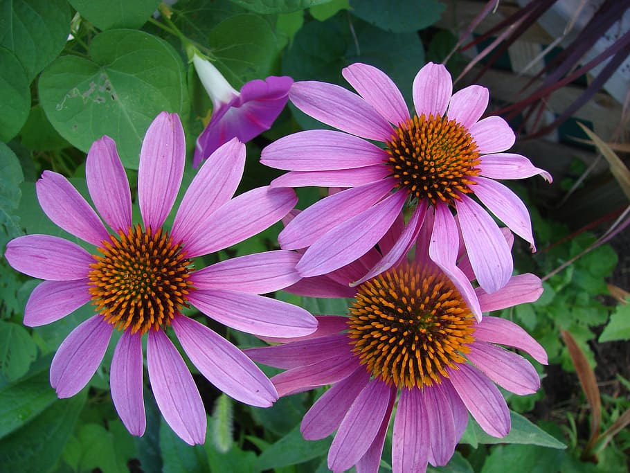 purple flowers