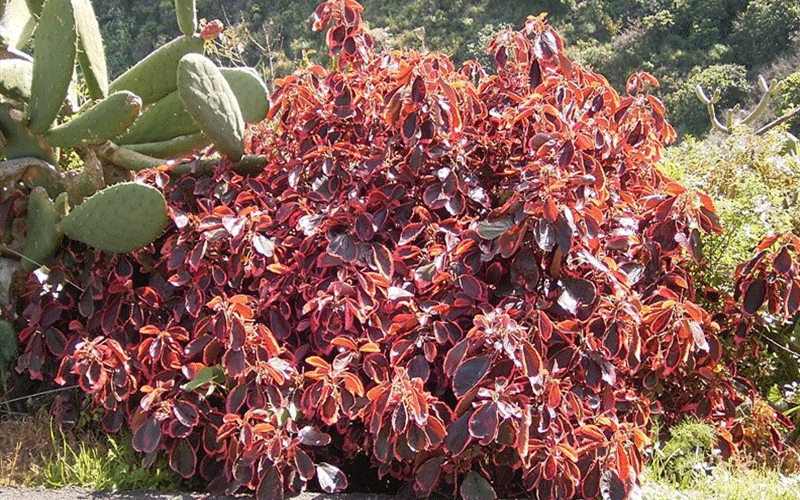 Copper Leaf Shrub