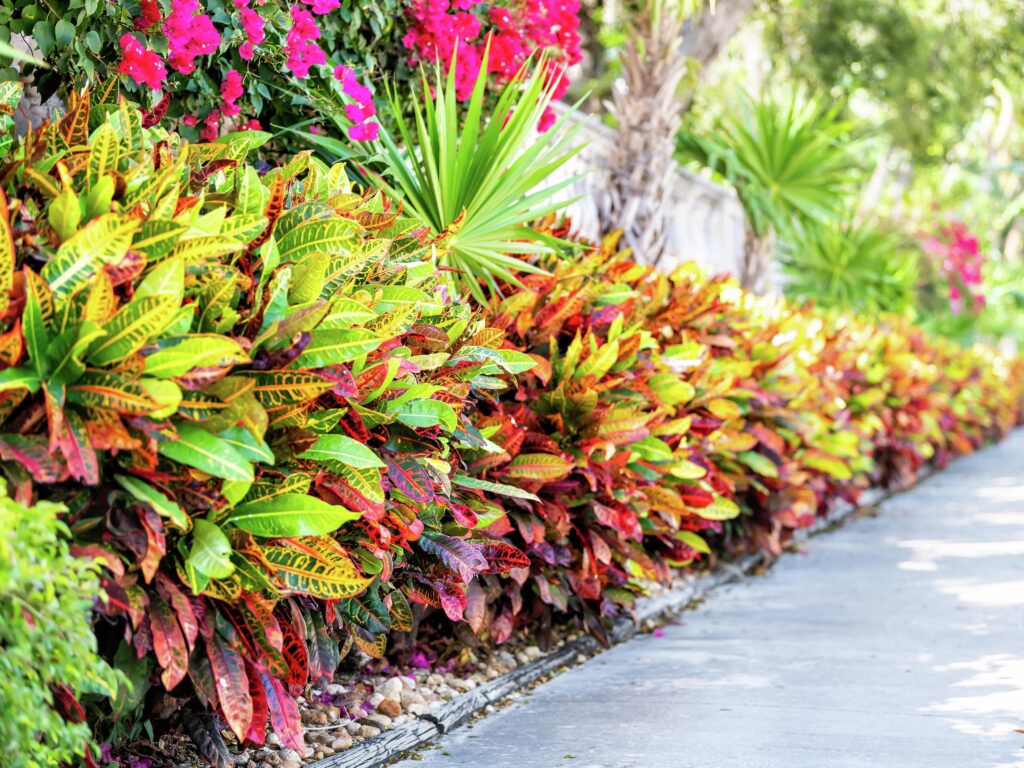 Crotons