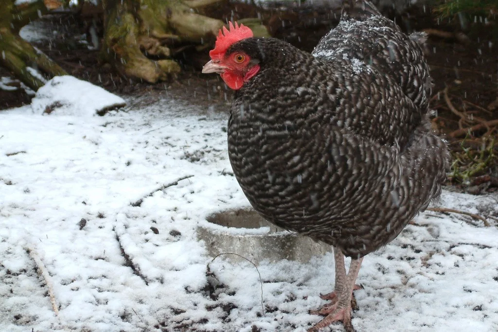 Cuckoo Marans